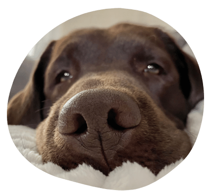 The Wag Social Sevierville Dog Boarding, Grooming, Daycare