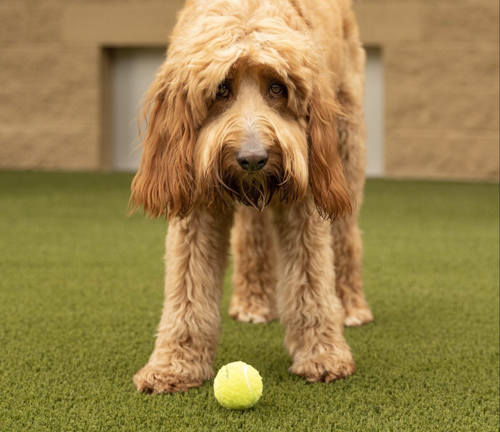 Grooming The Wag Social