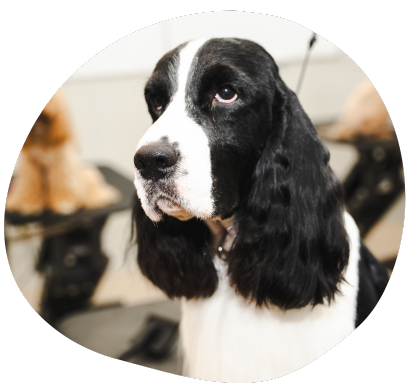About Us at The Wag Social Sevierville's Top Dog Grooming Boarding and Doggy Day Care