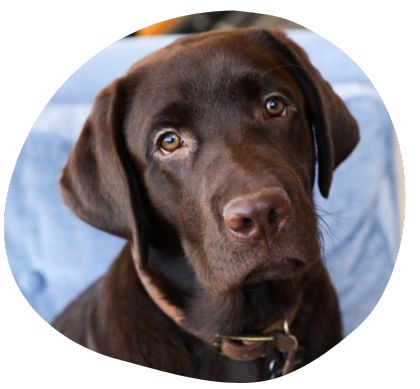 The Wag Social Dog Grooming, Boarding and Daycare Sevierville, Pigeon Forge