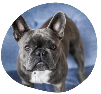 The Wag Social Dog Grooming, Boarding and Daycare Sevierville, Pigeon Forge