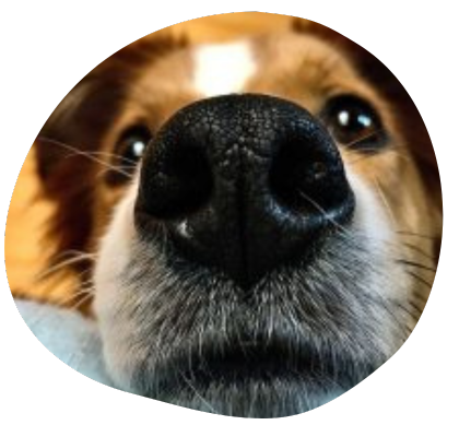 The Wag Social Dog Grooming, Boarding and Daycare Sevierville, Pigeon Forge (