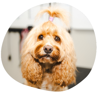 The Wag Social Dog Grooming, Boarding and Daycare Sevierville, Pigeon Forge