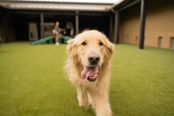 The Wag Social Dog Boarding Sevierville, Pigeon Forge, Gatlinburg, Tennessee