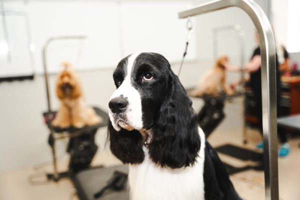 Best Dog Groomers near Me Wag Social Sevierville Tennessee Susan Hatch