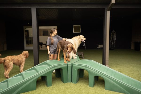 The Wag Social Dog Boarding Sevierville, Pigeon Forge, Gatlinburg, Tennessee