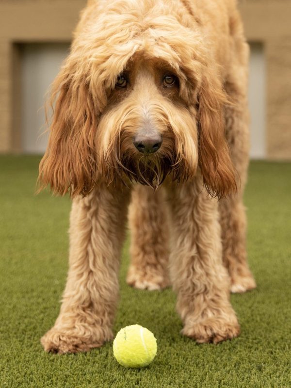 Doggy Day Camp Sevierville Pigeon Forge Gatlinburg The Wag Social