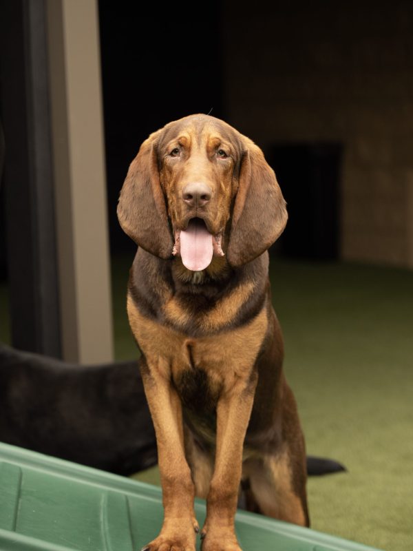 Doggy Day Camp Sevierville Pigeon Forge Gatlinburg The Wag Social