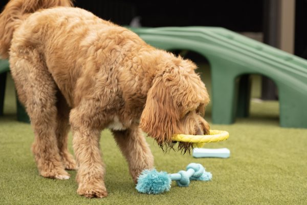 Doggy Day Camp Sevierville Pigeon Forge Gatlinburg The Wag Social