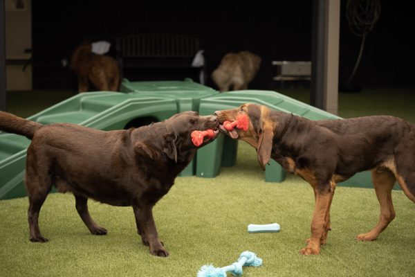 Dog Day Care and Camp Sevierville Tn The Wag Social