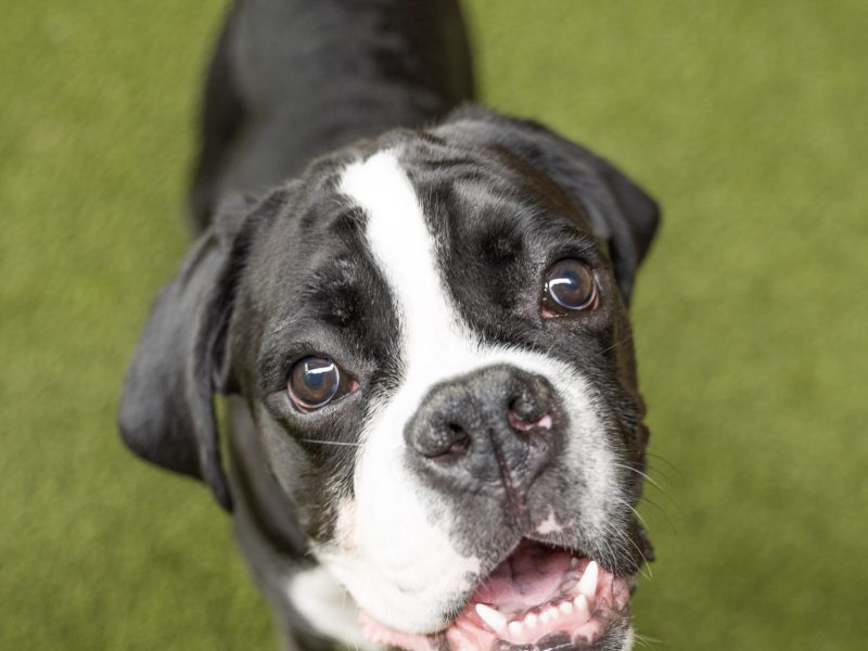 Dog Day Care and Camp Sevierville Tn The Wag Social