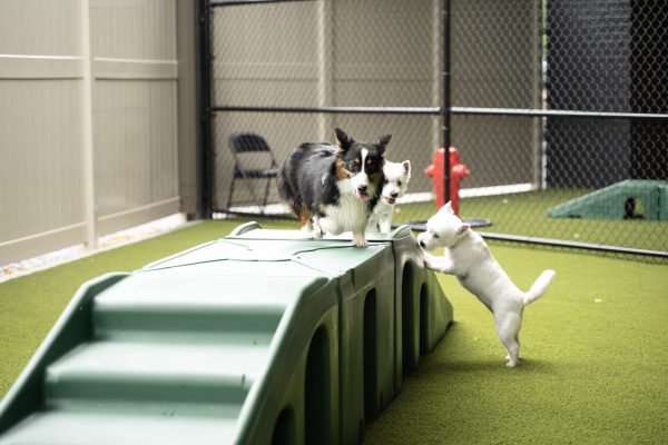 The Wag Social Dog Boarding Sevierville, Pigeon Forge, Gatlinburg, Tennessee