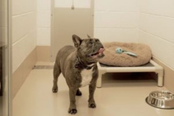 Dog Boarding Sevierville Pigeon Forge and Gatlinburg Tennessee at The Wag Social