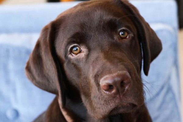 Dog Boarding The Wag Social