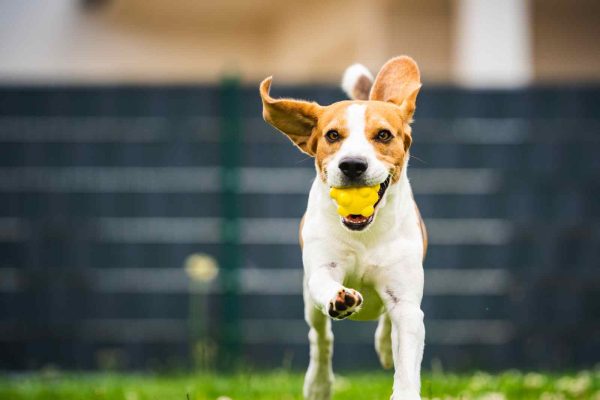 Dog Day Care and Camp Sevierville Tn The Wag Social