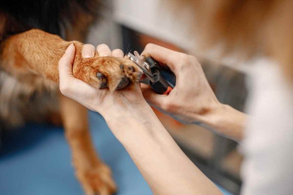 Dog Grooming The Wag Social Sevierville Tennessee