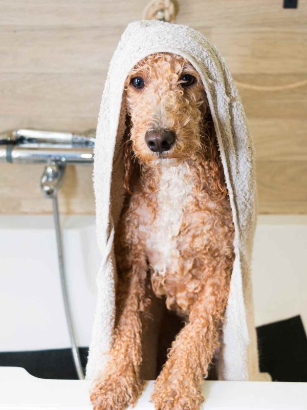 Dog Grooming The Wag Social Sevierville Tennessee