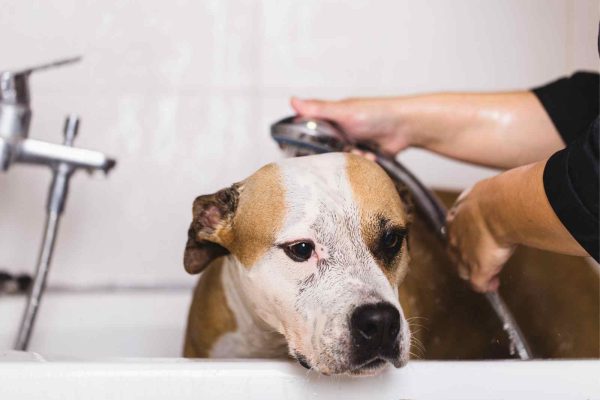 Dog Grooming The Wag Social Sevierville Tennessee