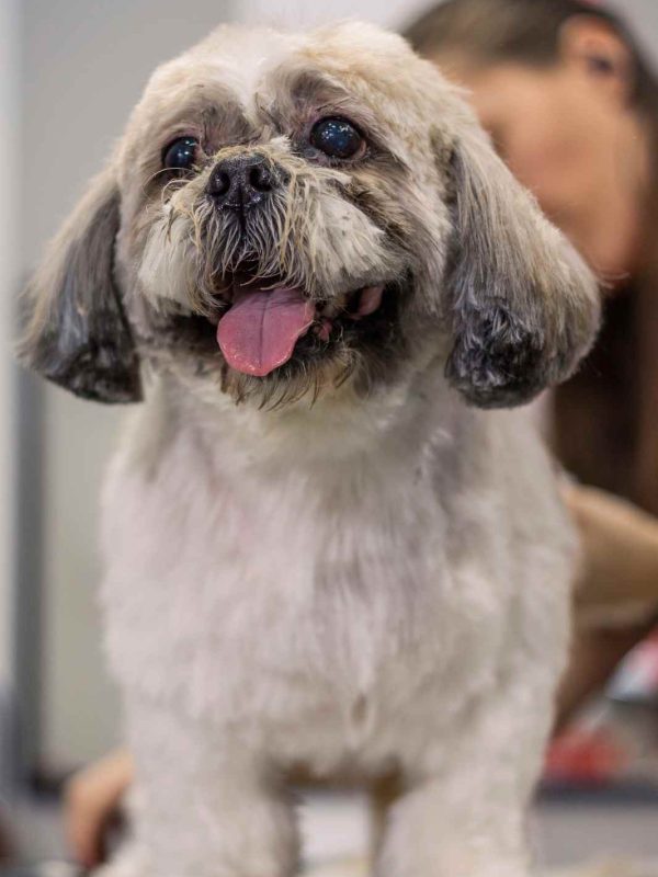 Dog Grooming The Wag Social Sevierville, Tn