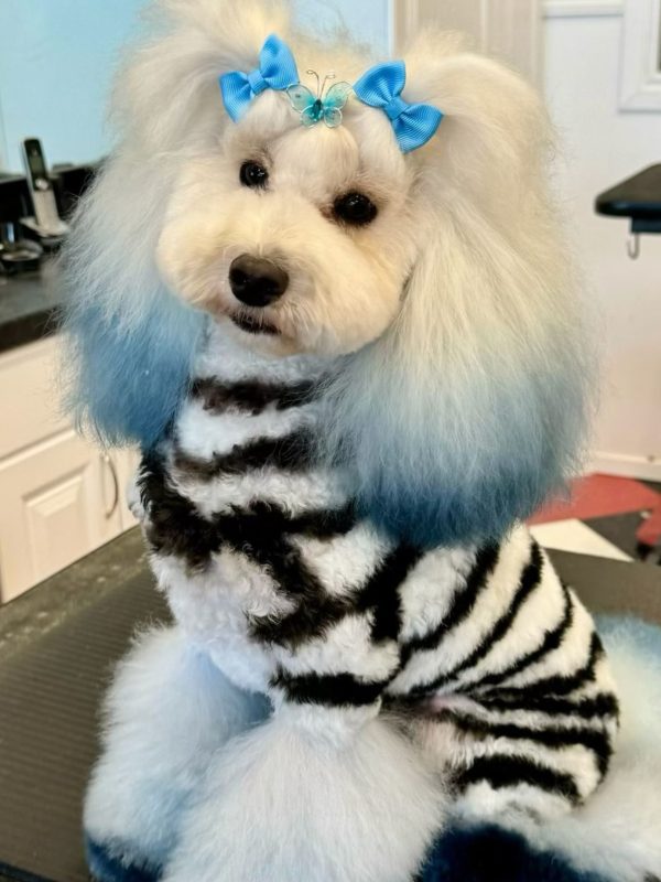 Dog Grooming and Specialty Grooming at The Wag Social in Sevierville Tennessee (2)