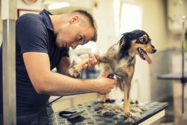 Dog Grooming at The Wag Social Sevierville Tennessee
