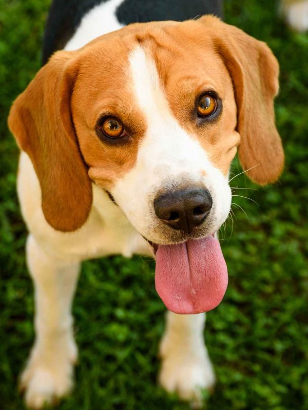 Doggy Day Camp Sevierville Pigeon Forge Gatlinburg The Wag Social