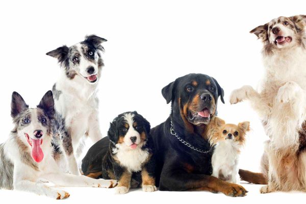 Doggy Day Camp Sevierville Pigeon Forge Gatlinburg The Wag Social