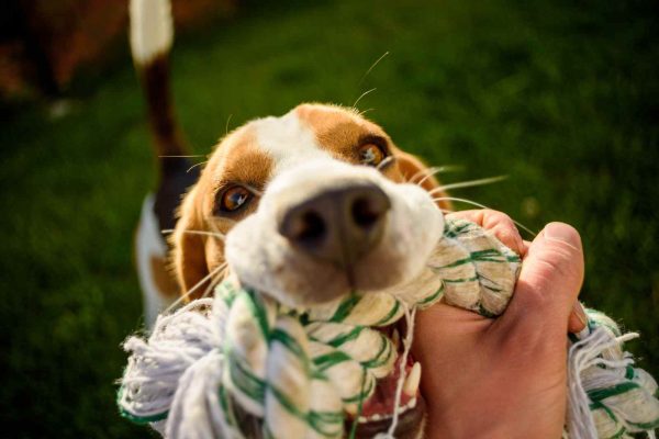 Doggy Day Camp and Care The Wag Social