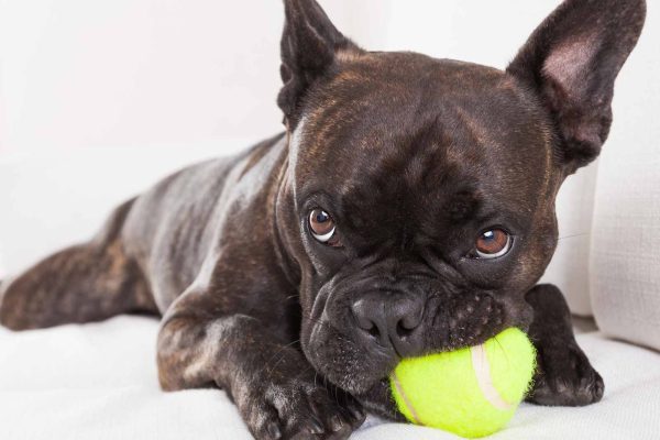 Doggy Day Camp and Care The Wag Social