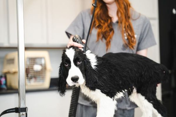Grooming Services at The Wag Social East Tennessee Sevierville