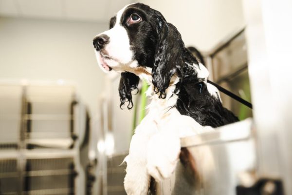 Mobile Dog Grooming Team Sevierville Tennessee (1)