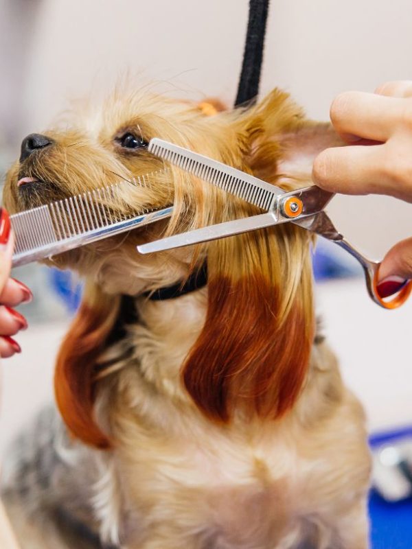 Mobile Dog Grooming Team Sevierville Tennessee