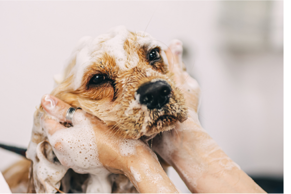 Sevierville Dog Grooming