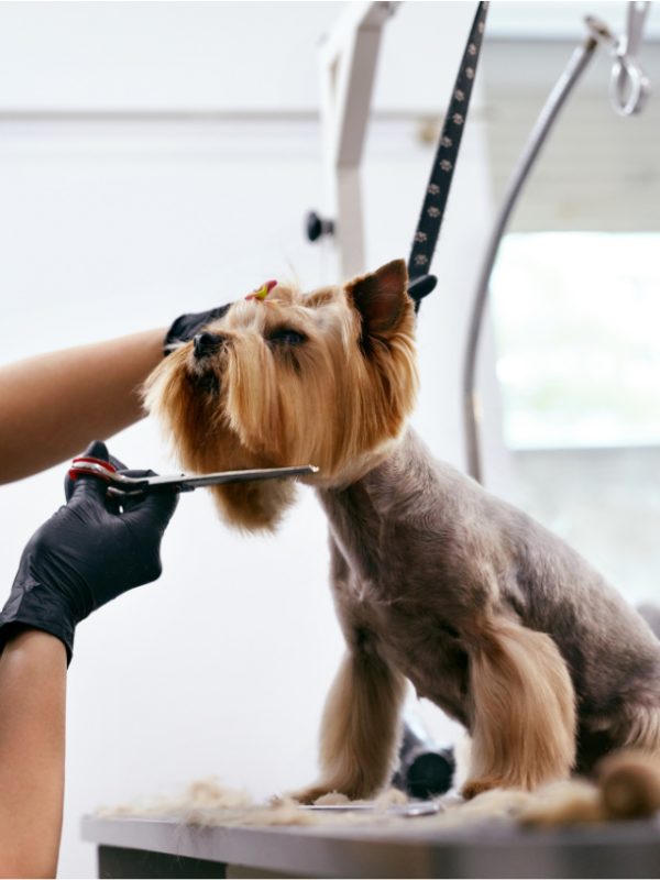Smoky Mountain Dog Grooming
