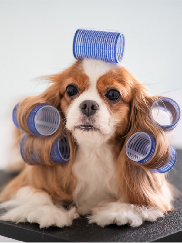 Luxury Dog Grooming Sevierville, TN