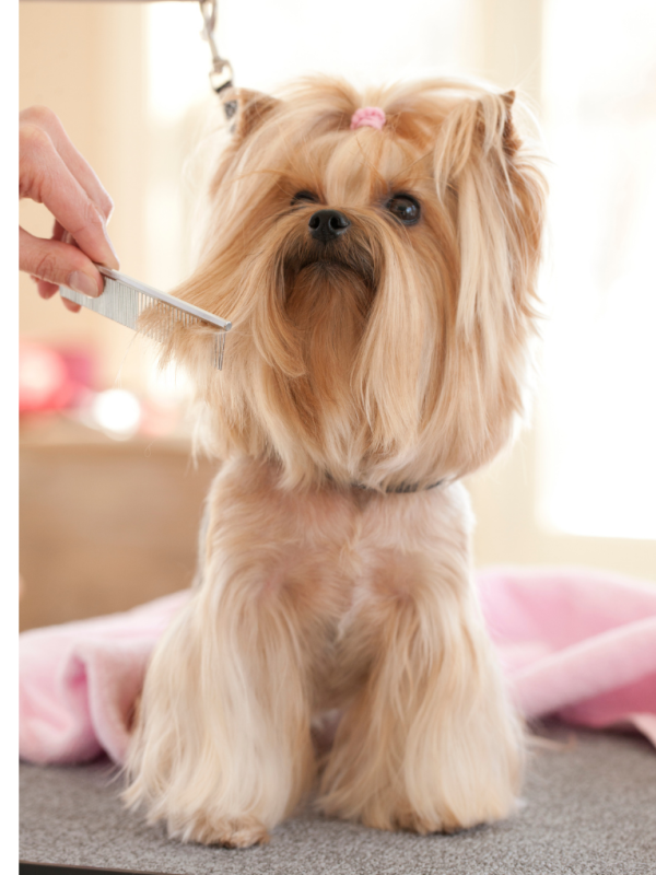 Pigeon Forge Dog Grooming