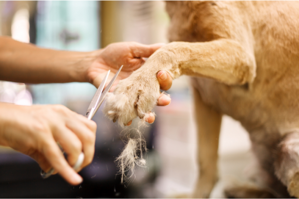 Sevierville Dog Grooming