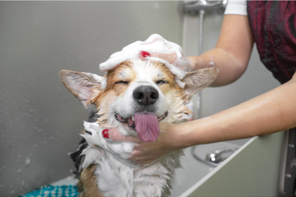 Gatlinburg Dog Grooming