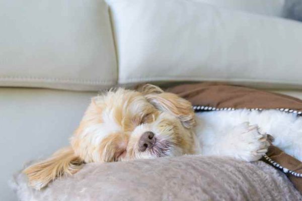 Pet Friendly Lodging at The Wag Social