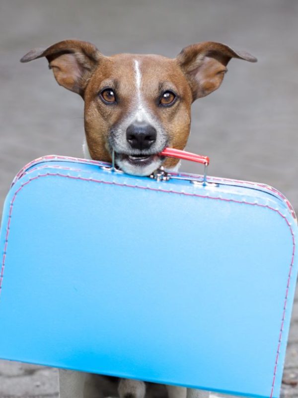Pet Friendly Lodging at The Wag Social