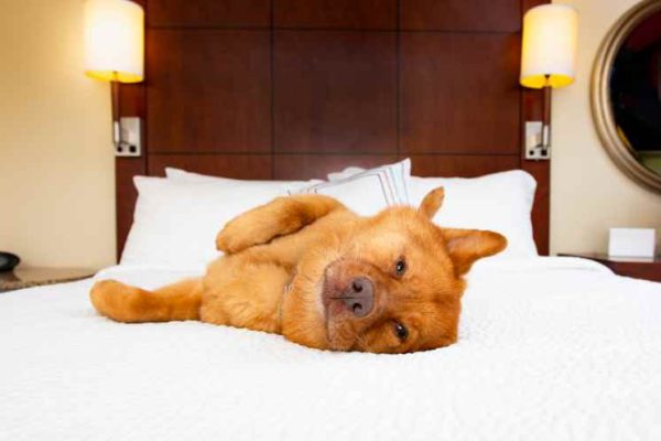 Pet Friendly Lodging at The Wag Social