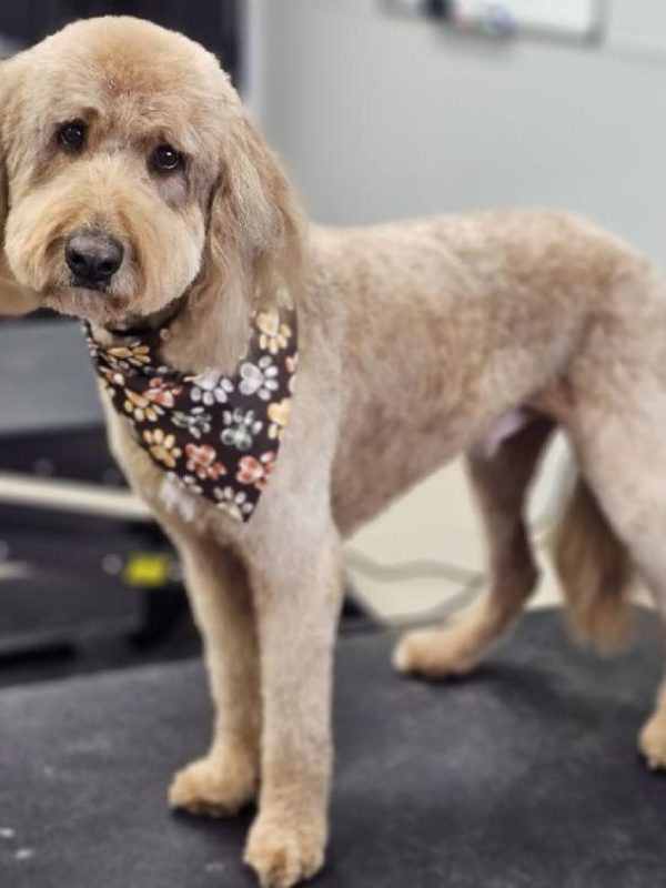 Poodle and Doodle Grooming Sevierville Tennessee