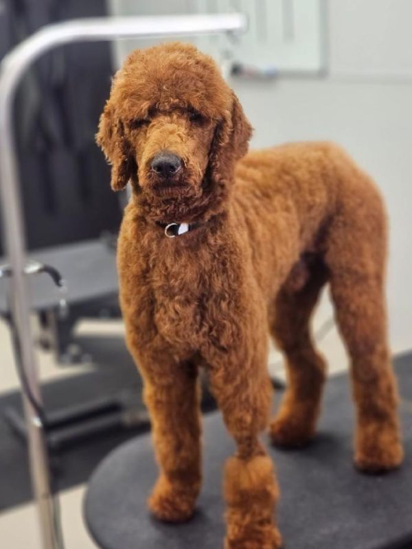 Poodle and Doodle Grooming Sevierville Tennessee