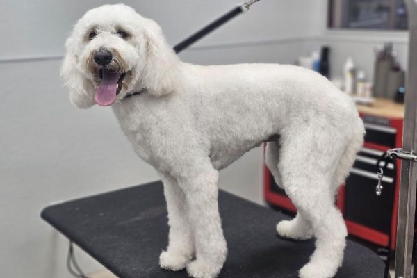 Poodle and Doodle Grooming Sevierville Tennessee