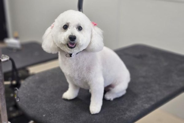 Poodle and Doodle Grooming Sevierville Tennessee