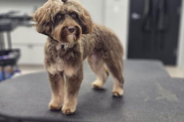 Poodle and Doodle Grooming Sevierville Tennessee