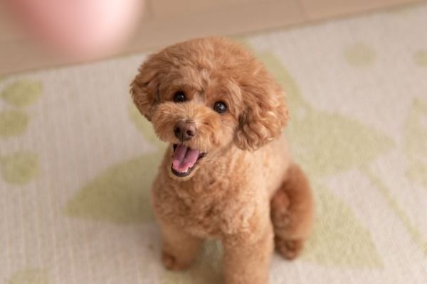 Poodle and Doodle Specialty Mini Grooming at The Wag Social Sevierville, Pigeon Forge, Tennessee