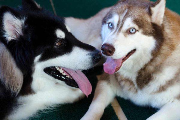The Wag Social Dog Boarding, Day Camp and Grooming Sevierville (1)