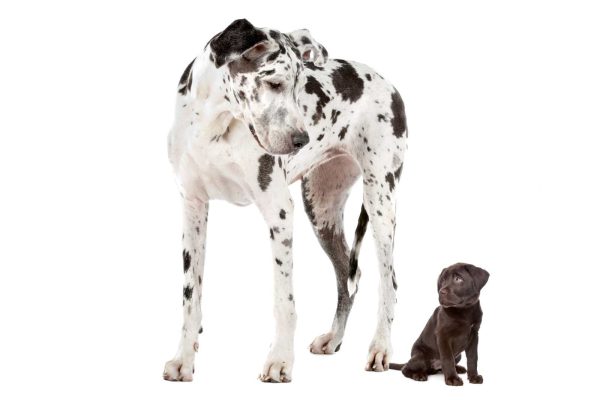 The Wag Social Dog Boarding, Day Camp and Grooming Sevierville