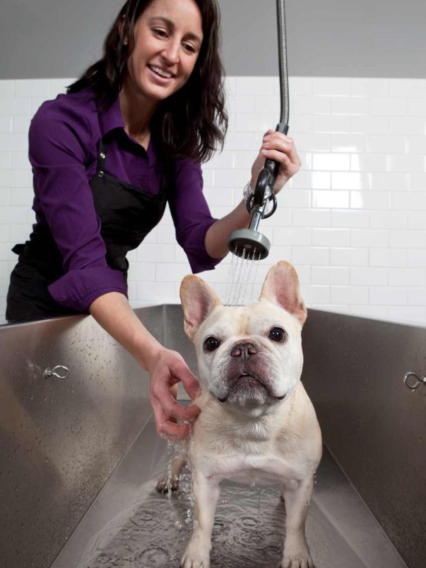 The Wag Social Dog Grooming
